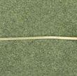 Tricolore gut -Vla d-2 Medium-1.06mm-single length - 2